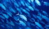 Opportunities abound for active bond investors
